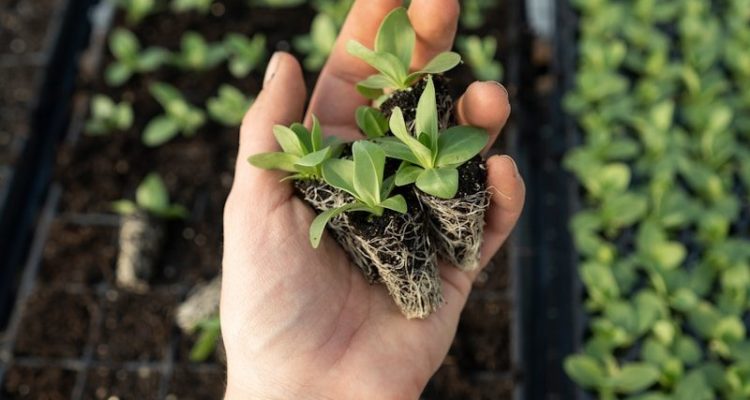 green plant on persons hand